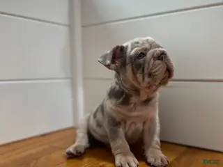 French Bulldog dogs for sale: Dozer - Ad 2
