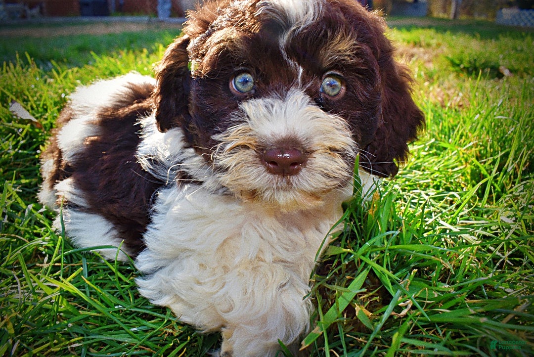 Havapoo dogs for sale: Presley - Ad 17