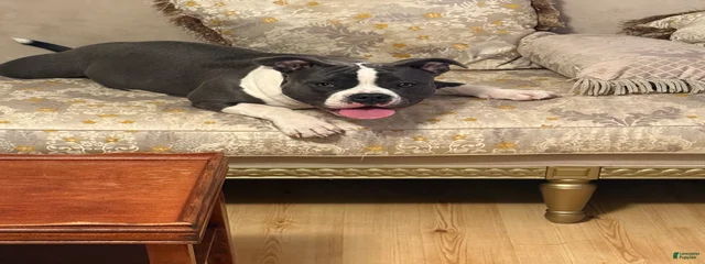 Nova 