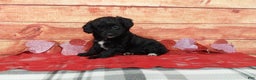 Aussiedoodle dogs for sale: Aussiedoodle Puppy 1 - Ad 3