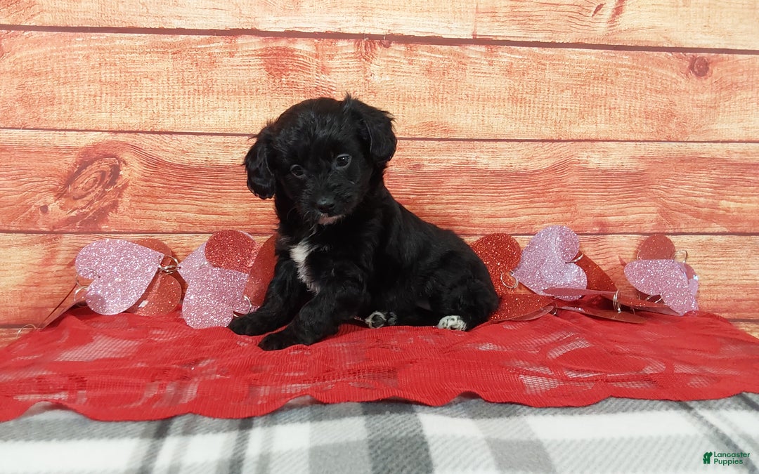 Aussiedoodle dogs for sale: Aussiedoodle Puppy 1 - Ad 3