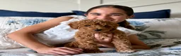 Mini Goldendoodle dogs for sale: Peach Collar 🐾🧡 - Ad 9