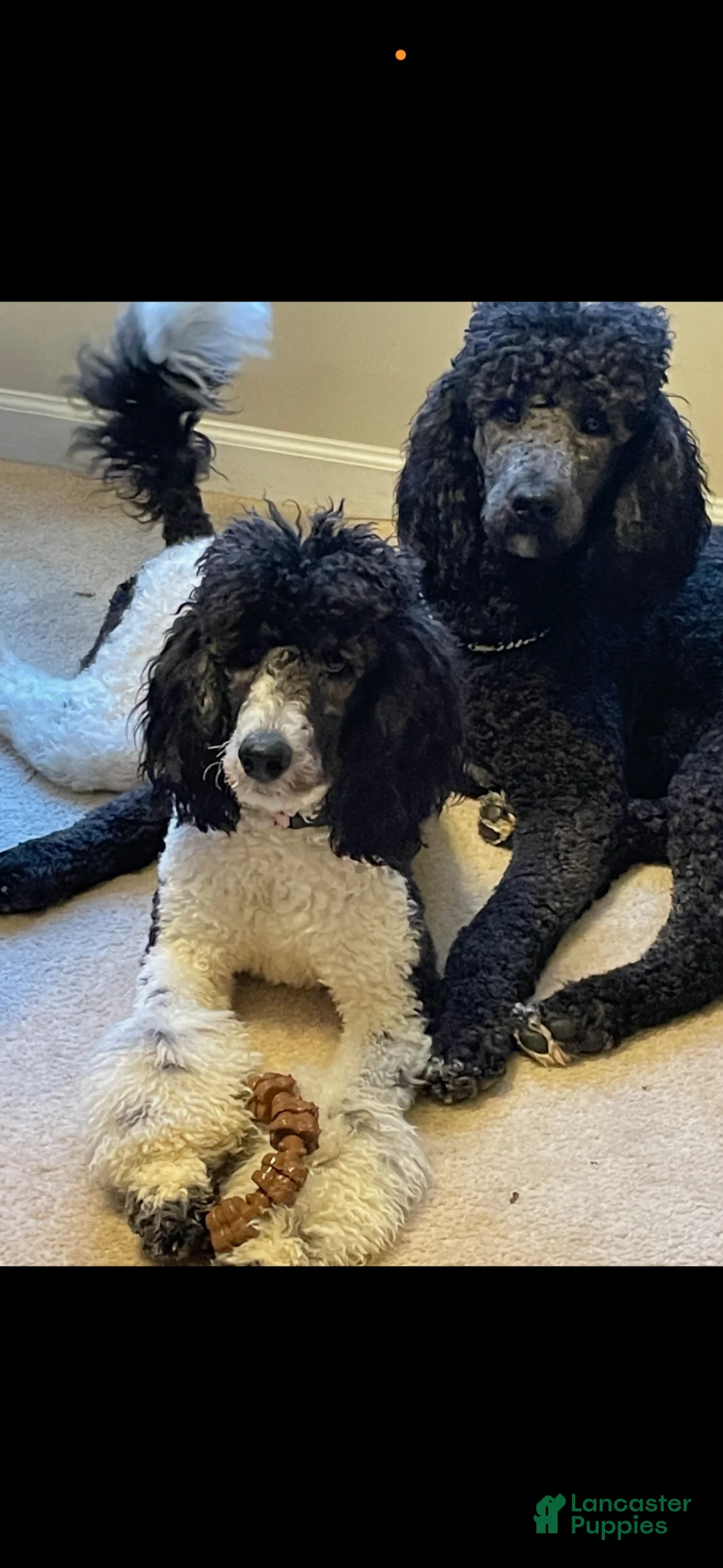 Standard Poodle dogs for sale: Standard Poodle Puppy 6 - Ad 2