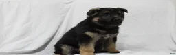 German Shepherd dogs for sale: Ellie  - Ad 4