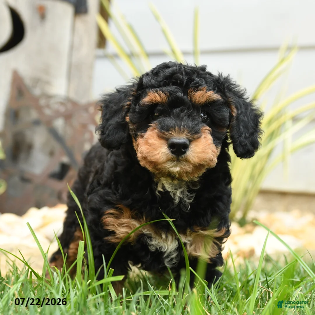 Miniature Poodle dogs for sale: Tundra - Ad 3