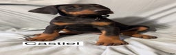 Doberman Pinscher dogs for sale: Castiel - Ad 3