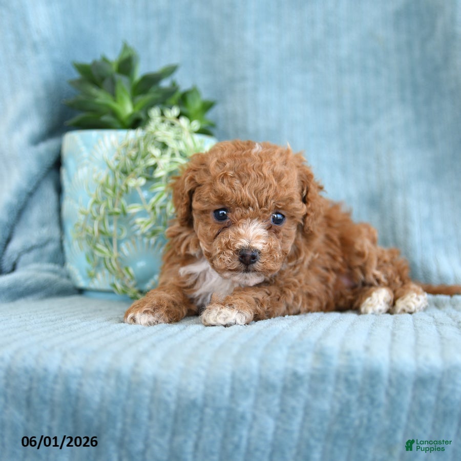 Toy Poodle dogs Raindrop - Ad 2
