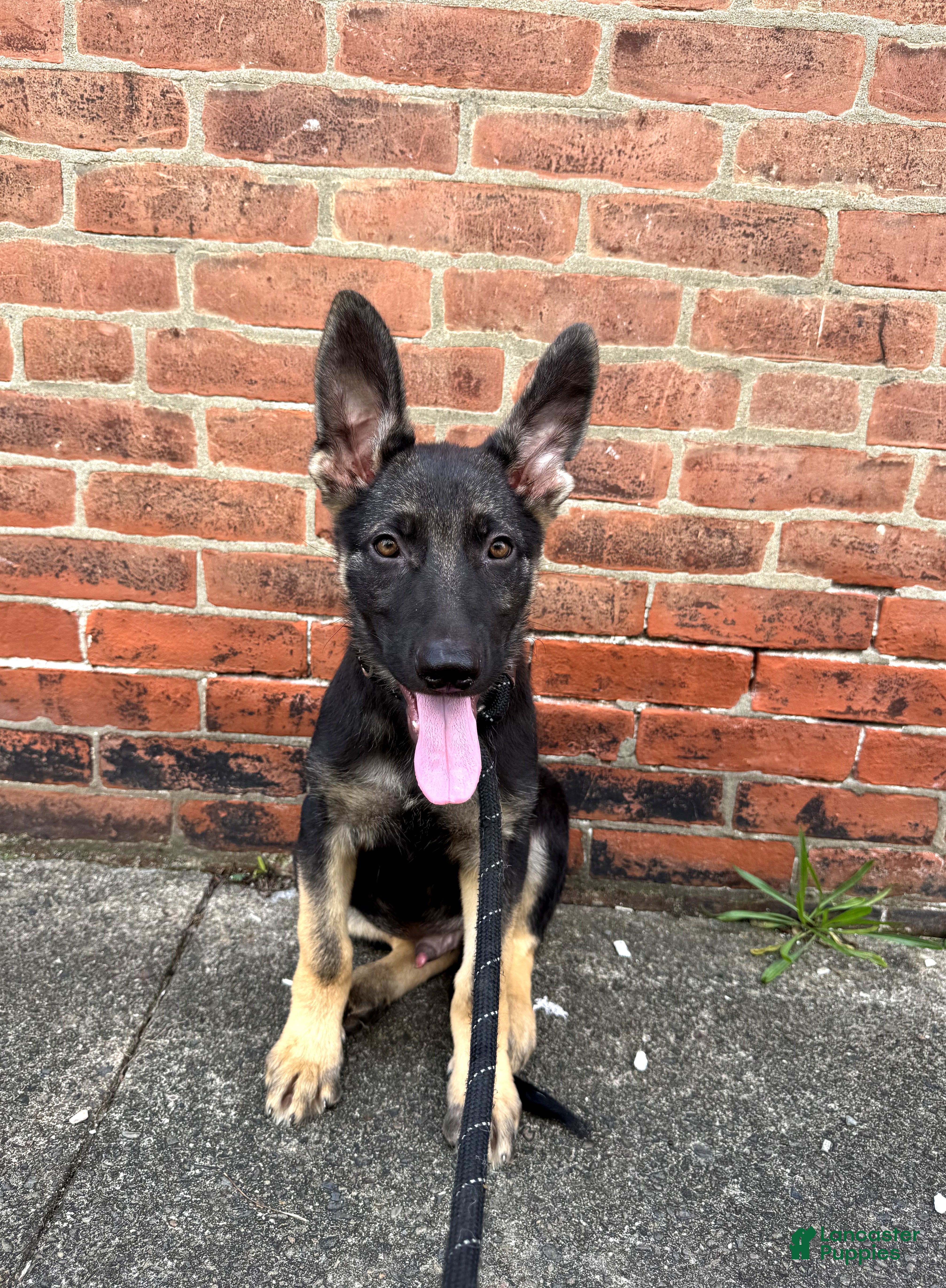 German Shepherd dogs Bentley   - Ad 2