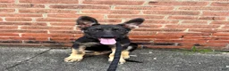 German Shepherd dogs for sale: Bentley   - Ad 9