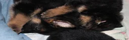 German Shepherd dogs for sale: Connie, light blue collar - Ad 14