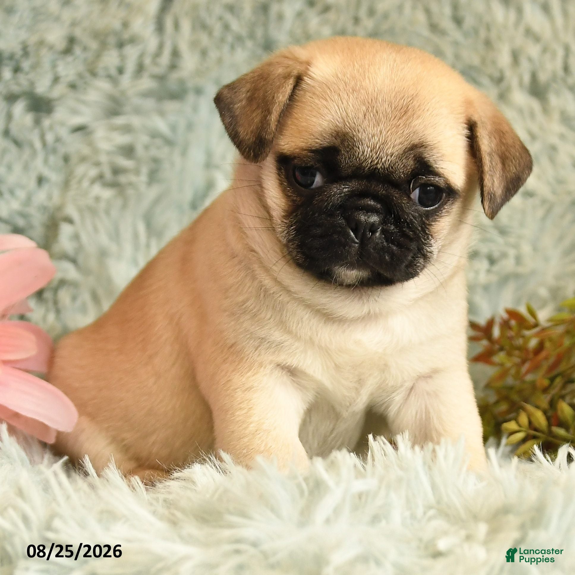 Pug dogs Boots - Ad 2