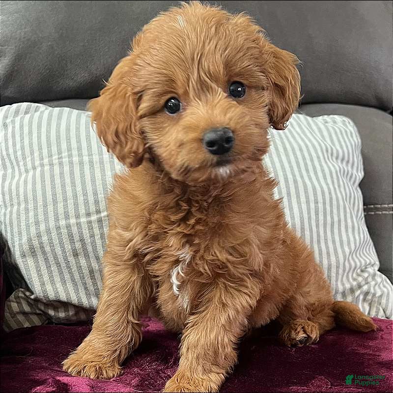 Mini Goldendoodle dogs for sale: Loki(Micro Mini Goldendoodle) - Ad 1