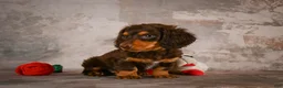 Miniature Dachshund dogs for sale: Sophie - Ad 15