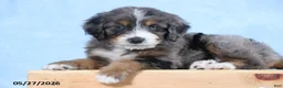 Mini Bernedoodle dogs for sale: Winston - Ad 4