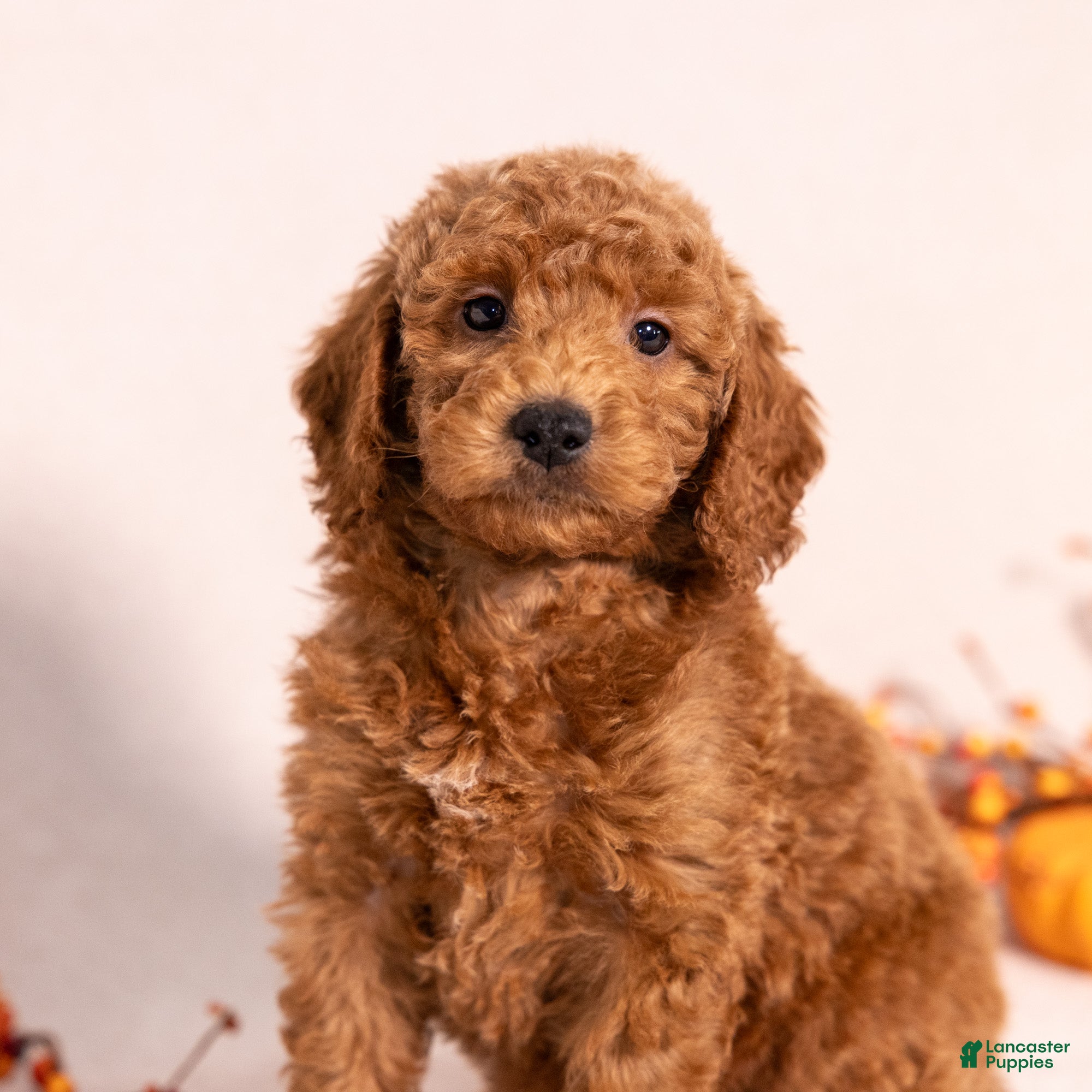 Miniature Poodle dogs for sale: Nelson - Ad 2