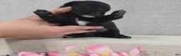 Shihpoo dogs for sale: Blossom - Ad 5