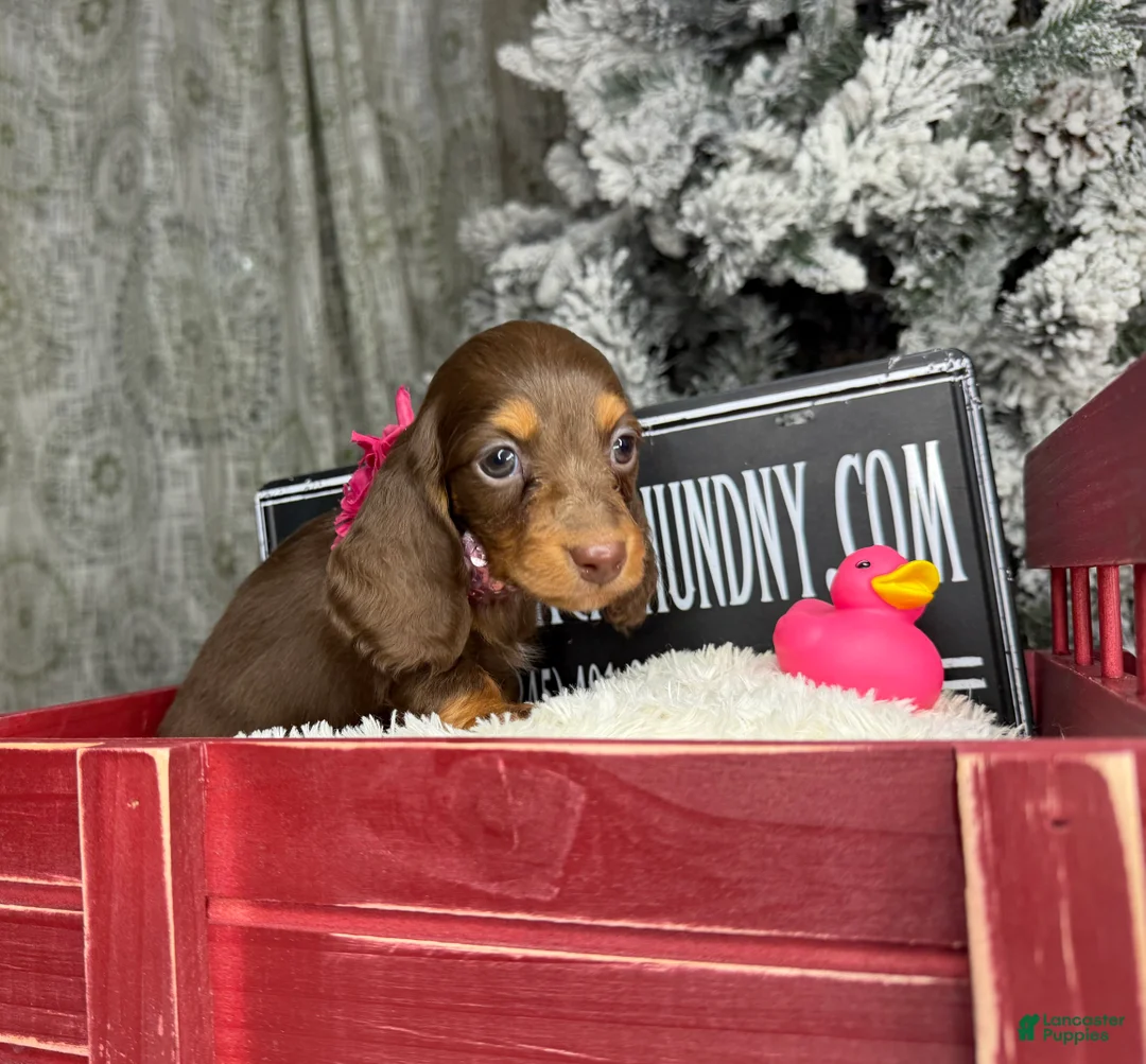 Miniature Dachshund dogs for sale: Ready 12/24/25 - Ad 6