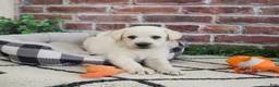 Labrador Retriever dogs for sale: Webber  - Ad 7