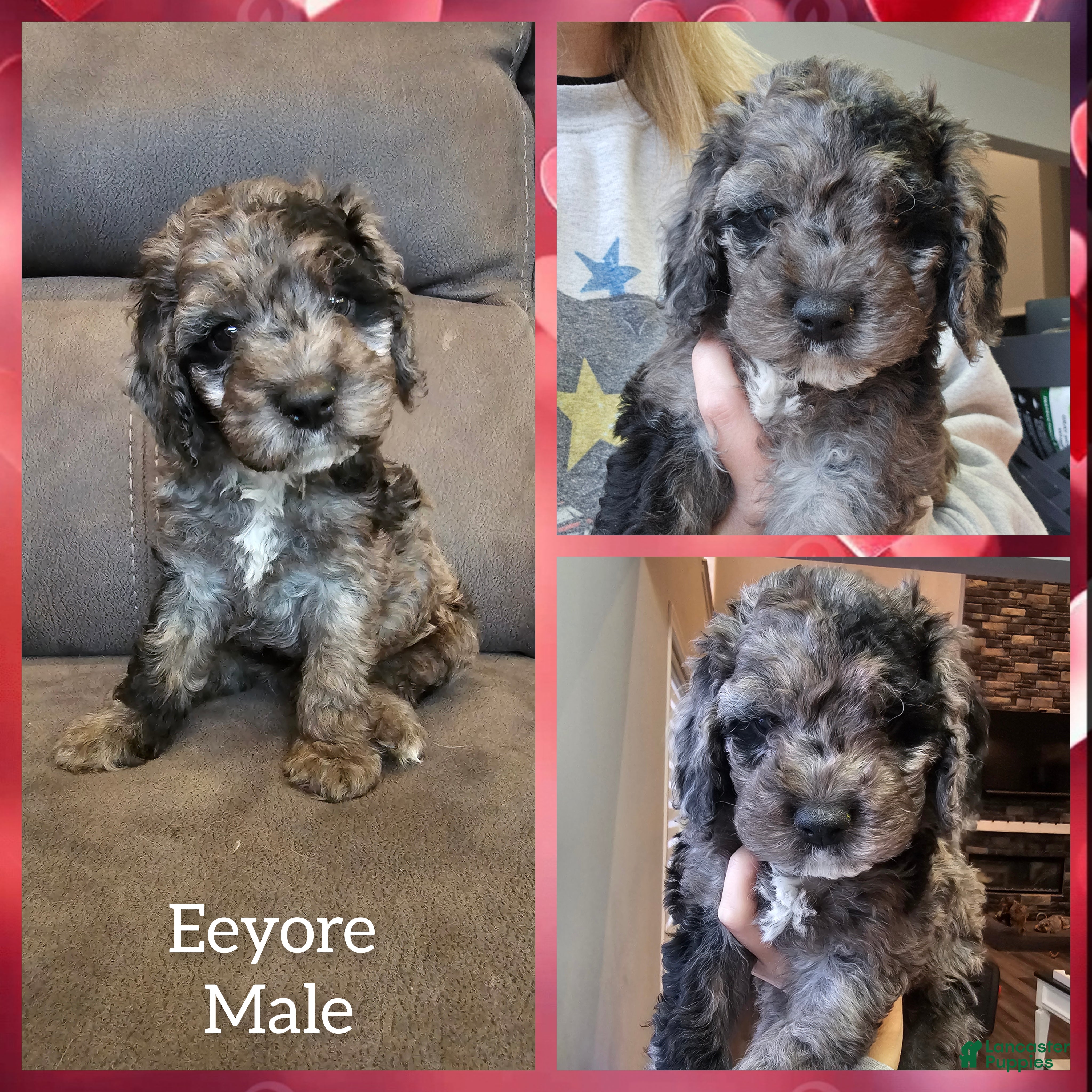 Cockapoo dogs for sale: Eeyore - Ad 4