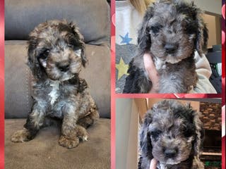 Cockapoo dogs for sale: Eeyore - Ad 4