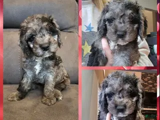 Cockapoo dogs Eeyore- $200 off if reserved today & picked up Friday - Ad 1
