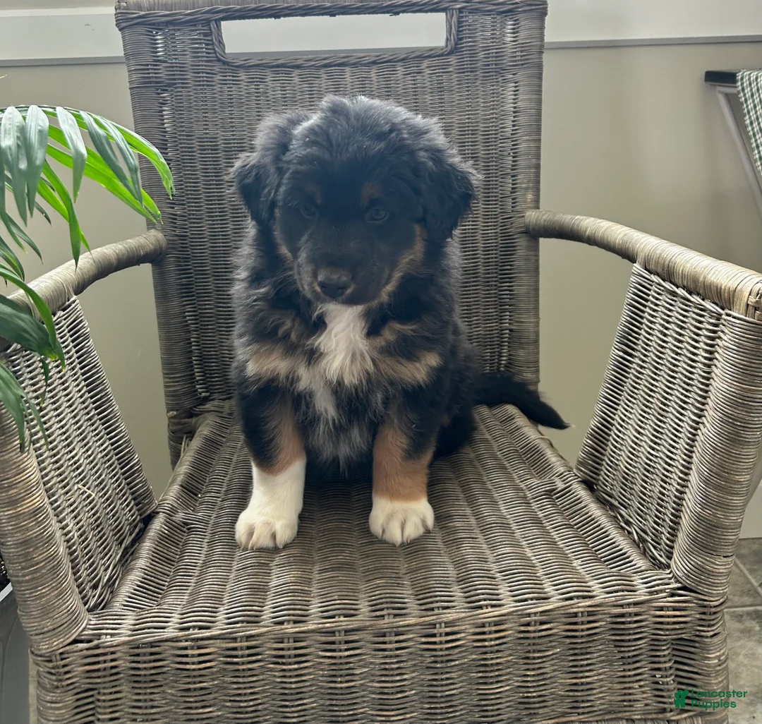 Australian Shepherd dogs for sale: Logan  - Ad 3
