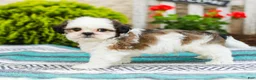 Shih Tzu dogs for sale: Buttons (Raised in Home, Crate Trained & Potty Training!) - Ad 6