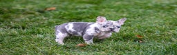 French Bulldog dogs for sale: Fifi - Ad 8