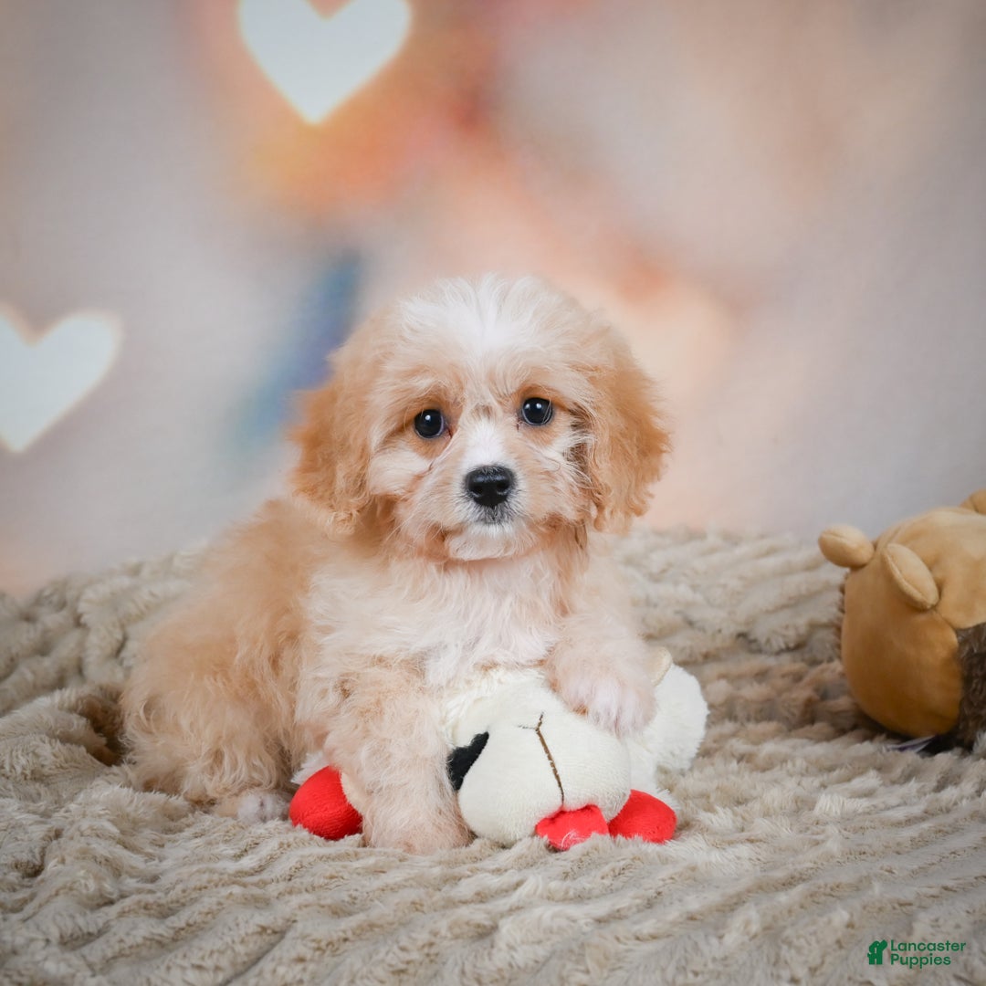 Dog Grooming Cavapoochon Puppies Teddy Bear Cavapoo Puppies For