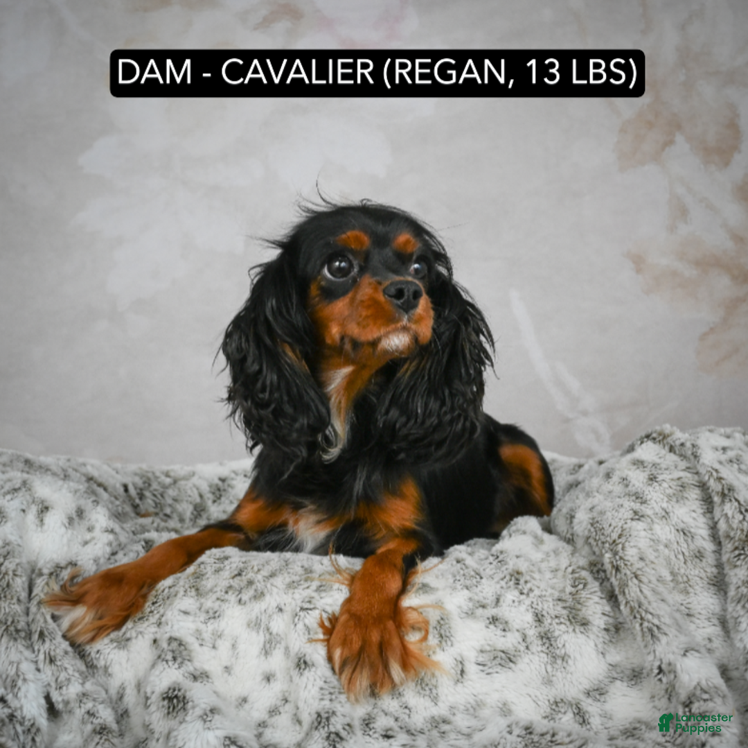 Cavapoo dogs for sale: ADDIE - Ad 7