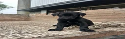 Sheprador dogs for sale: Jet - Ad 2