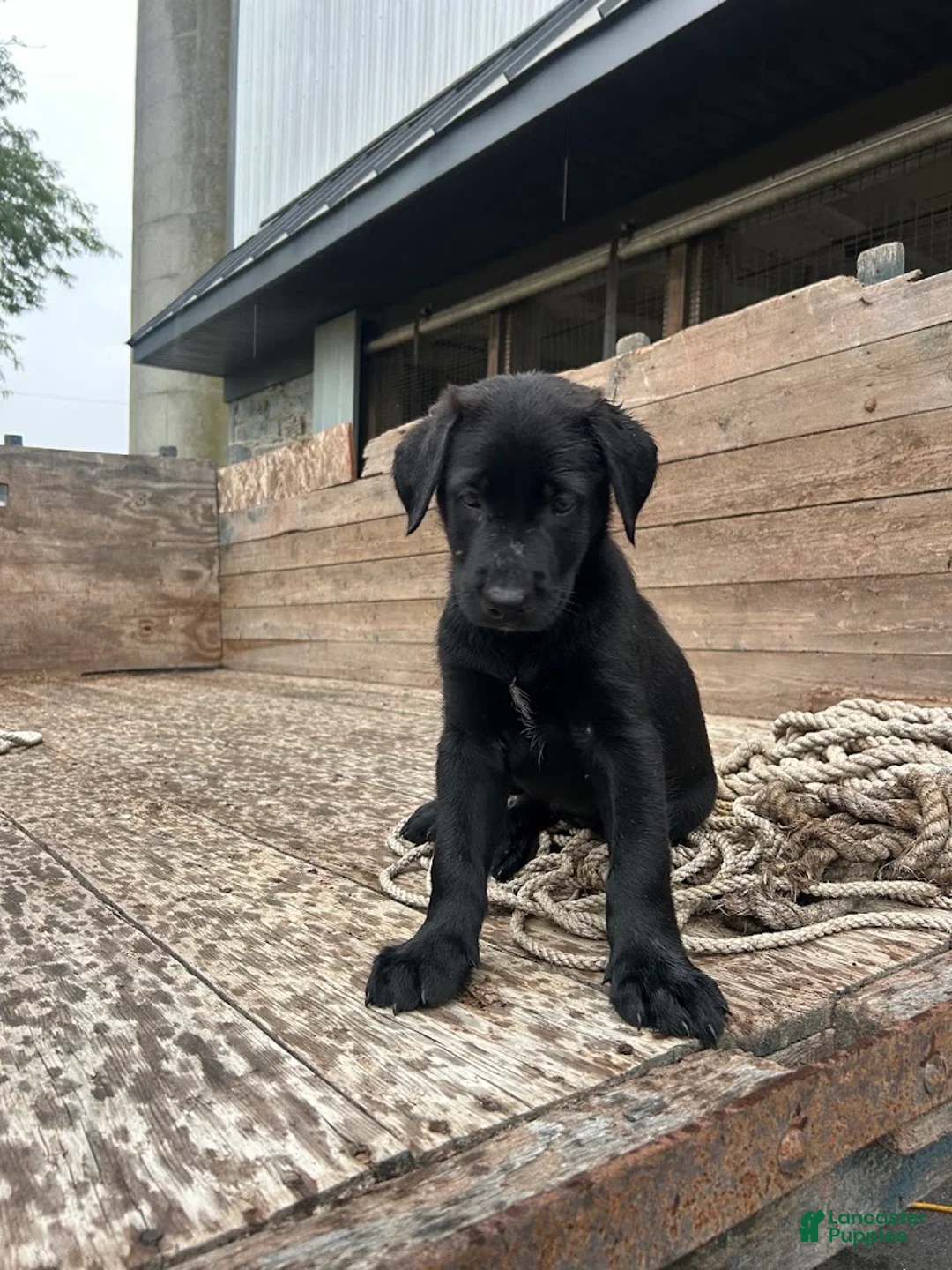 Sheprador dogs for sale: Jet - Ad 2