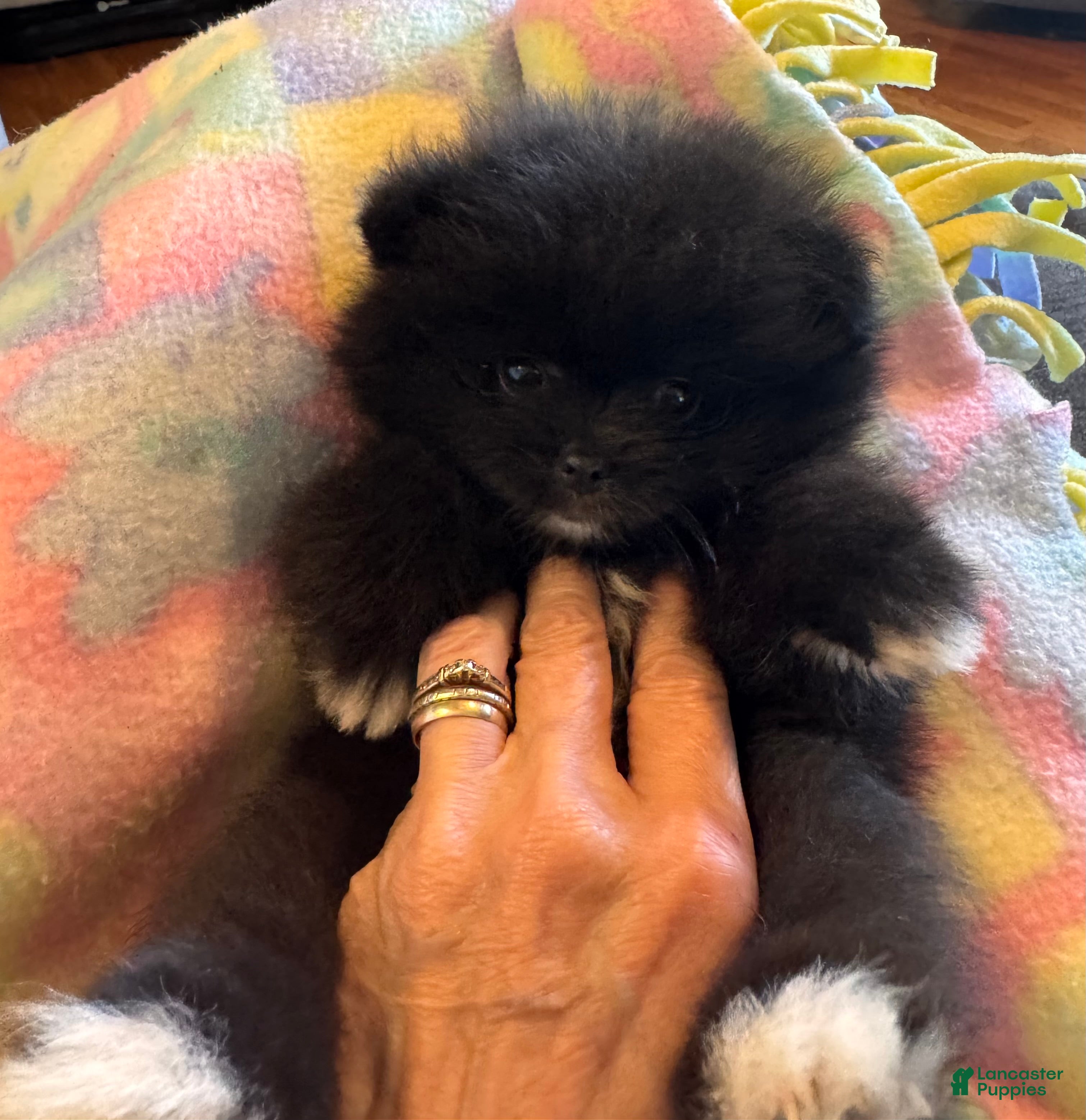 Pomeranian dogs Brea - Ad 2