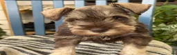 Miniature Schnauzer dogs for sale: Winston - Ad 6