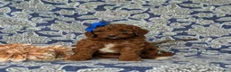 Mini Goldendoodle dogs for sale: Tessa 9 lbs Full Grown - Ad 2