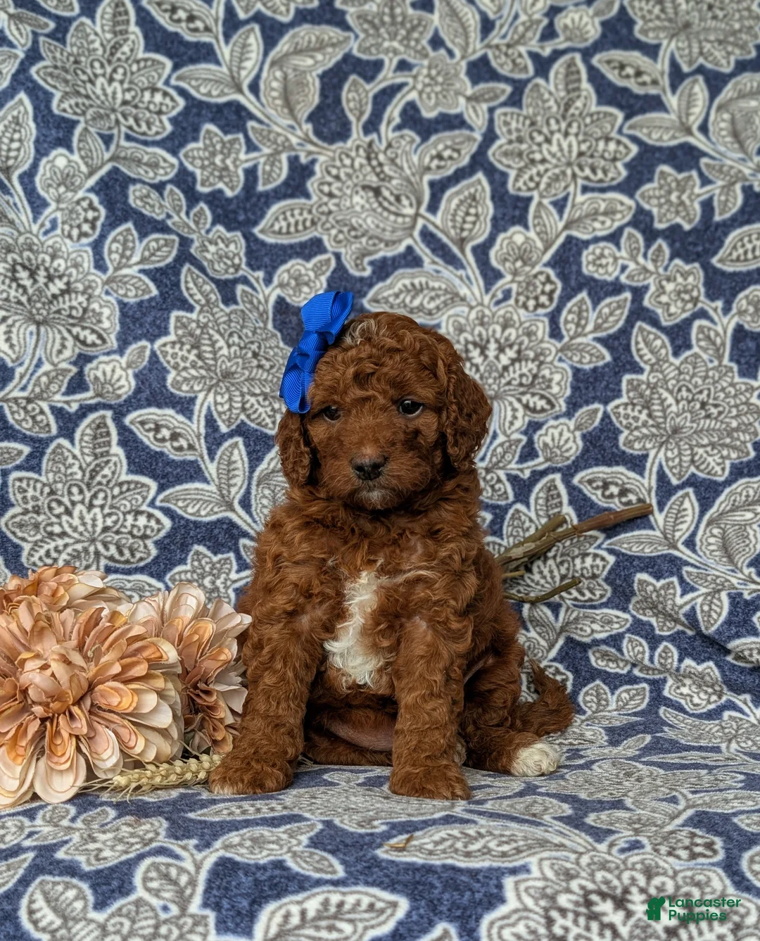Mini Goldendoodle dogs for sale: Tessa 9 lbs Full Grown - Ad 2