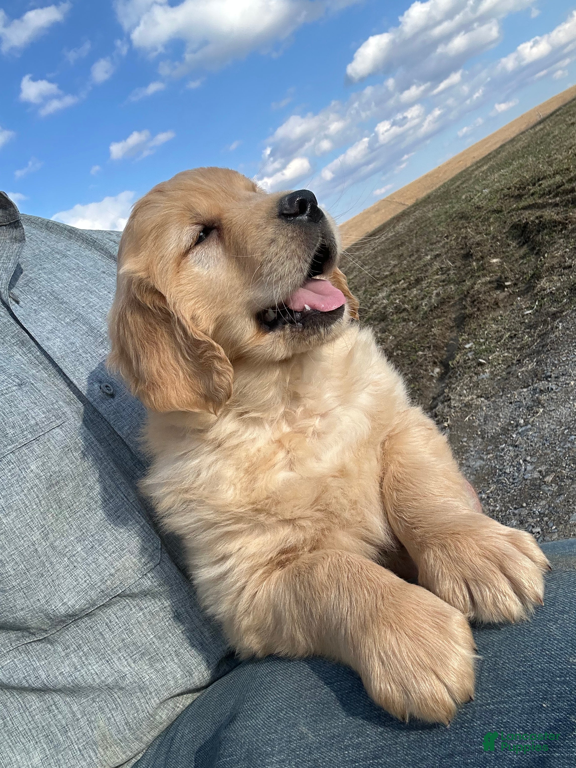 Golden Retriever dogs Clifford  - Ad 1