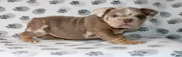 English Bulldog dogs for sale: Mace - Ad 3
