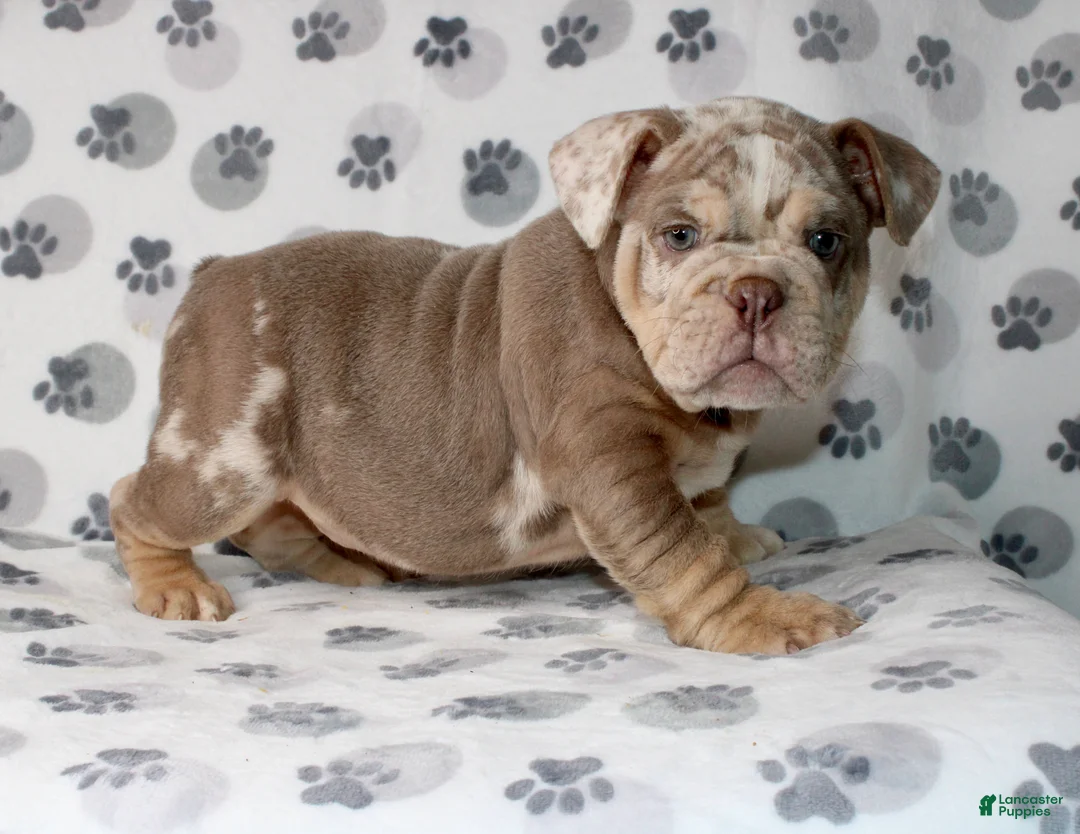 English Bulldog dogs for sale: Mace - Ad 3