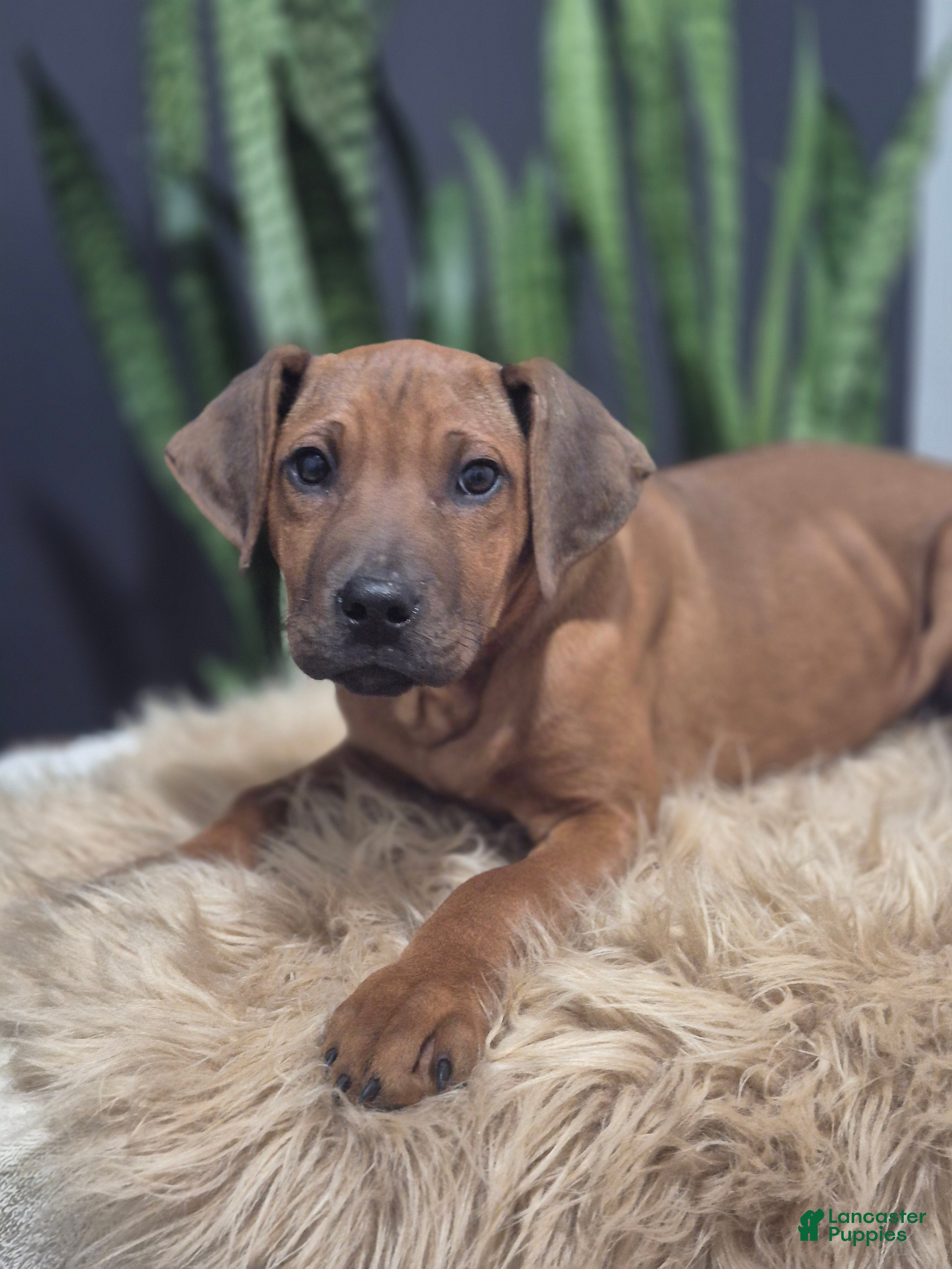Rhodesian Ridgeback dogs Boho - Ad 2