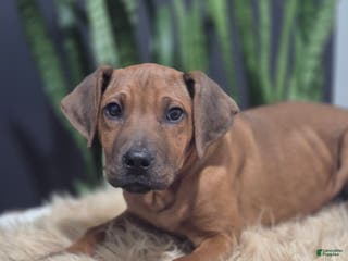Rhodesian Ridgeback dogs Boho - Ad 2