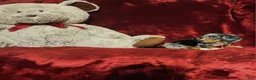 Miniature Dachshund dogs for sale: HUCKLEBERRY  - Ad 9