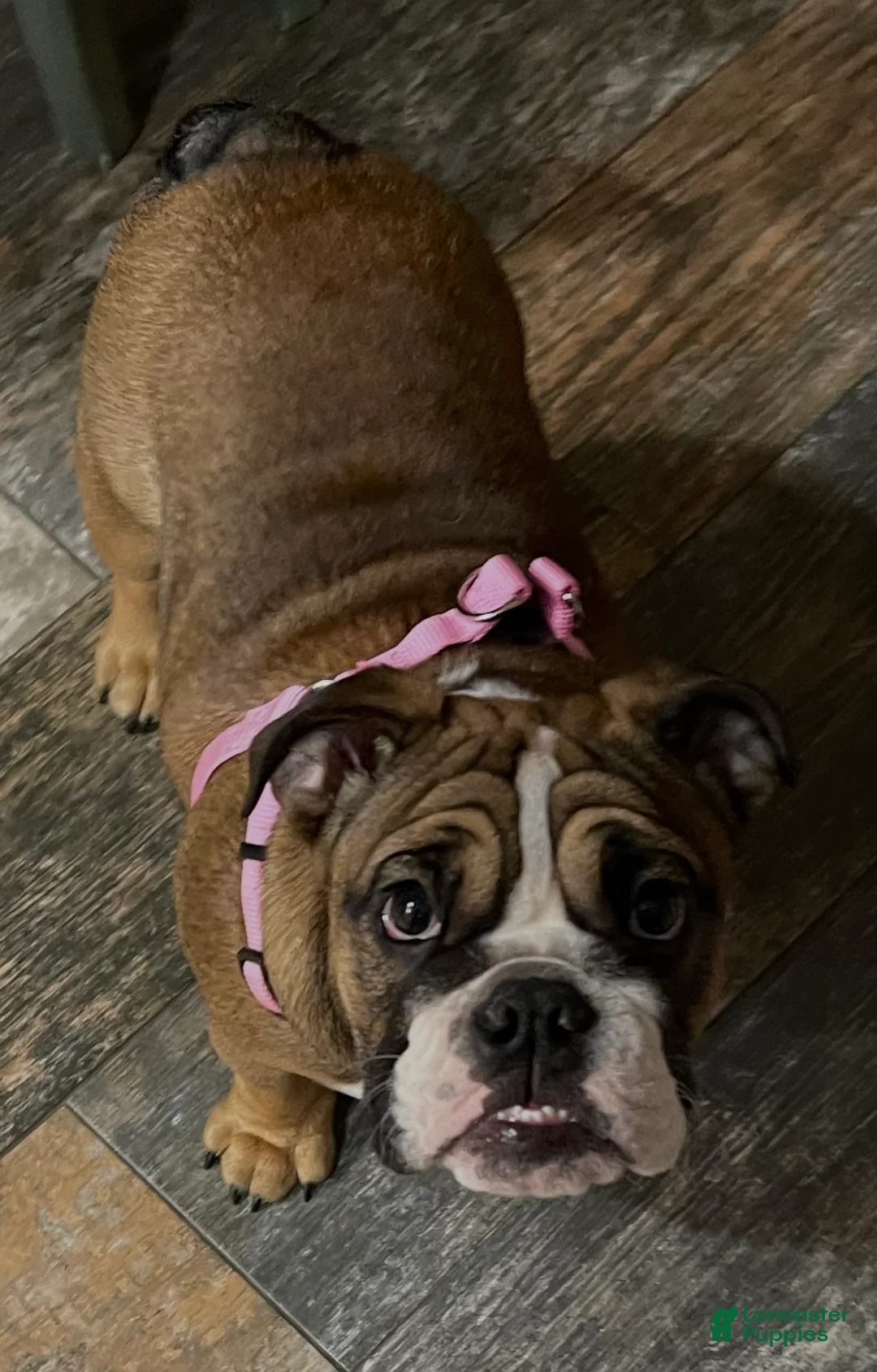 English Bulldog dogs for sale: English Bulldog Puppy 1 - Ad 4