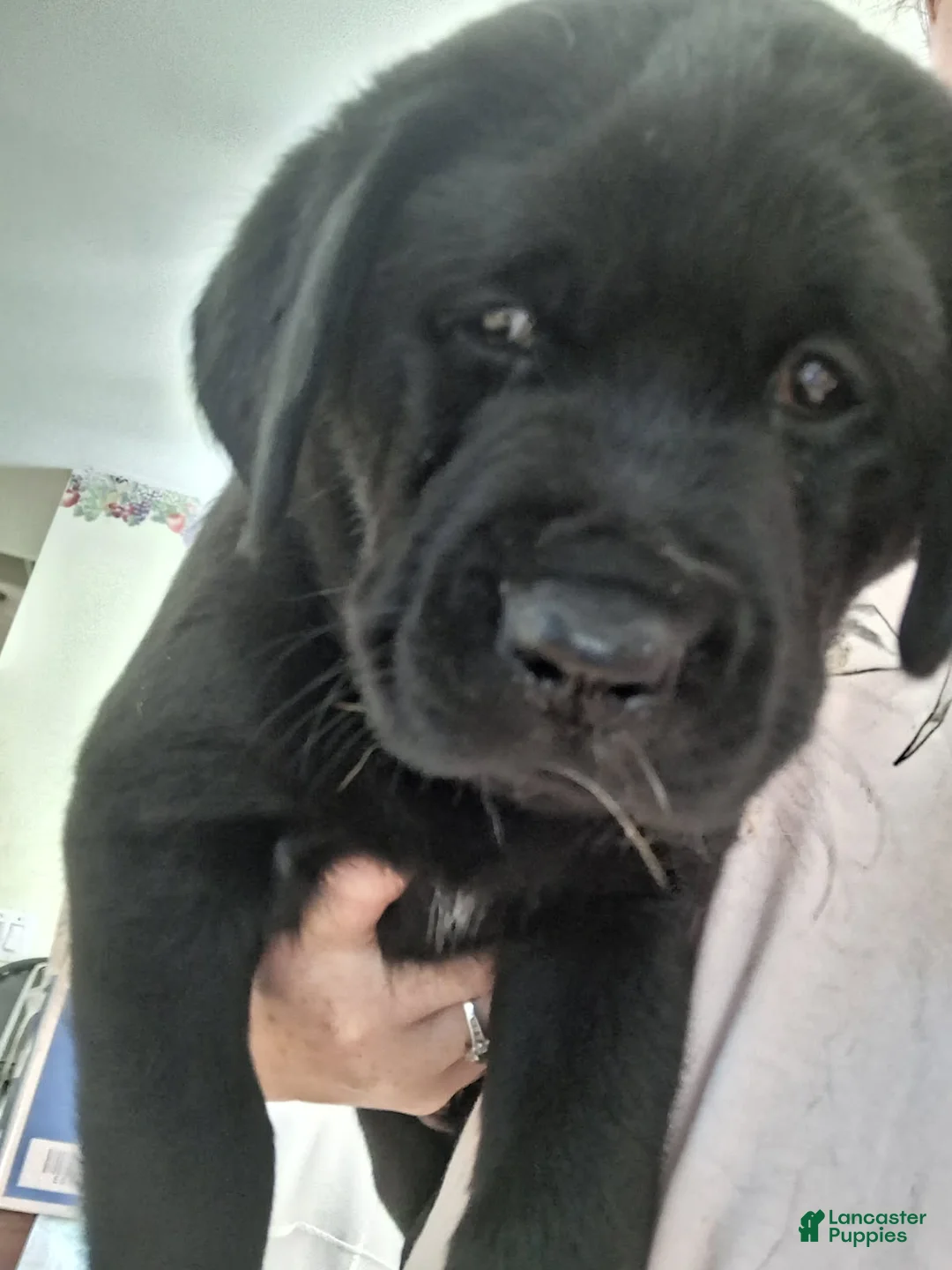 Labrador Retriever dogs for sale: Yellow collar big male - Ad 3
