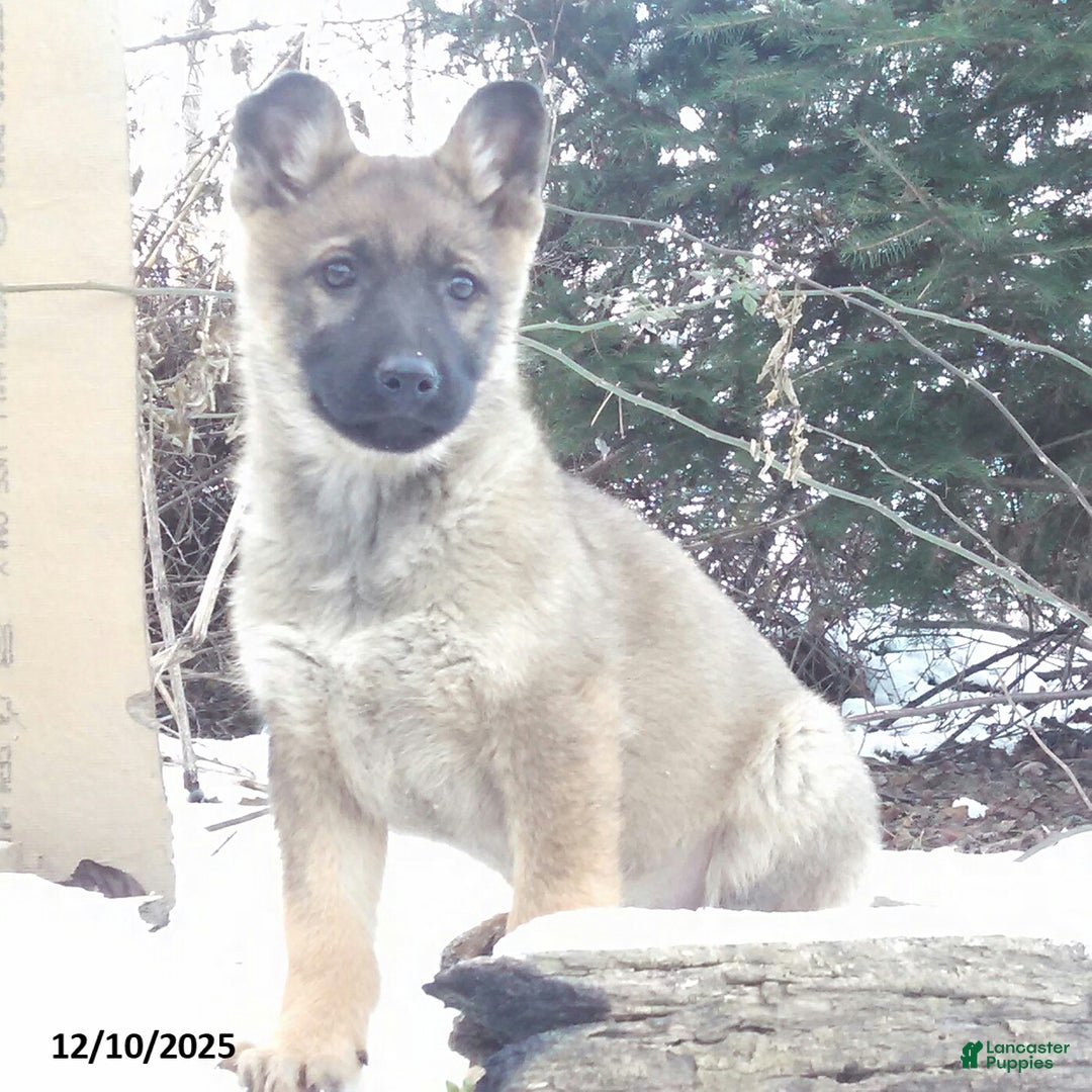 German Shepherd dogs for sale: Arlene - Ad 1