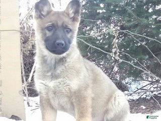 German Shepherd dogs Arlene - Ad 17
