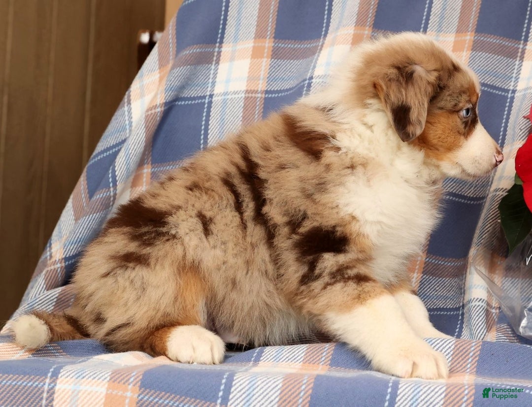 Australian Shepherd dogs for sale: Sailor - Ad 4