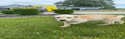 Mixed Breed dogs for sale: Mixed Breed 1 - Ad 4