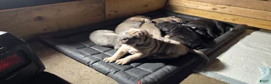 Cane Corso Puppy 6