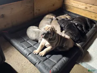 Cane Corso dogs Cane Corso Puppy 6 - Ad 11